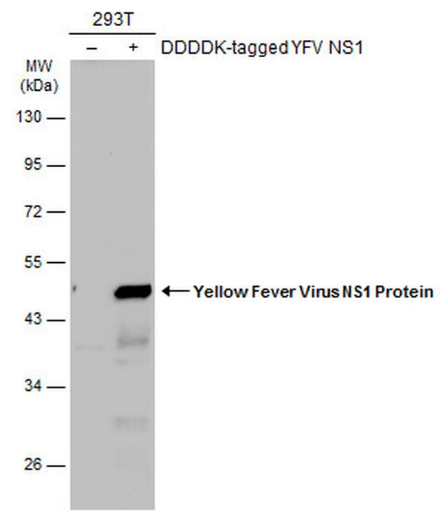 Yellow Fever Virus NS1 Antibody in Western Blot (WB)