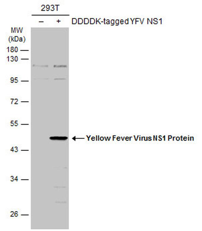 Yellow Fever Virus NS1 Antibody in Western Blot (WB)