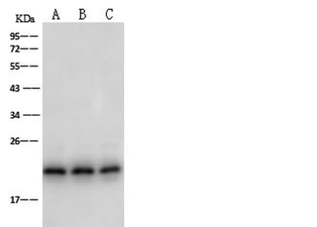 PDGF-A Antibody in Western Blot (WB)