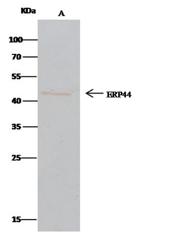 ERP44 Antibody in Immunoprecipitation (IP)