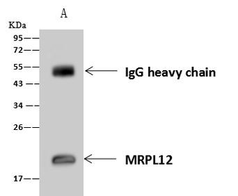 MRPL12 Antibody in Immunoprecipitation (IP)