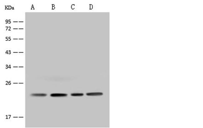 MRPS26 Antibody in Western Blot (WB)