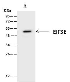 eIF3e Antibody in Immunoprecipitation (IP)