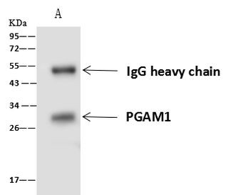 PGAM1 Antibody in Immunoprecipitation (IP)