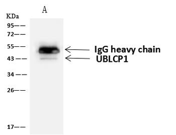 UBLCP1 Antibody in Immunoprecipitation (IP)
