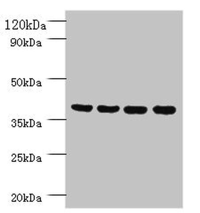 FAM110B Antibody in Western Blot (WB)