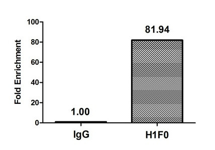 Mono-Methyl-Histone 1F0 (Lys101) Antibody in ChIP Assay (ChIP)