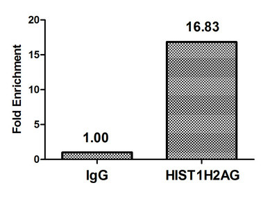 Crotonyl-Histone Macro-H2A.1 (Lys118) Antibody in ChIP Assay (ChIP)