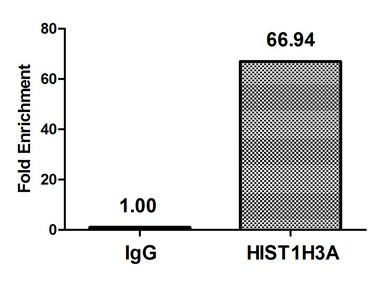 Butyryl-Histone H3 (Lys9) Antibody in ChIP Assay (ChIP)