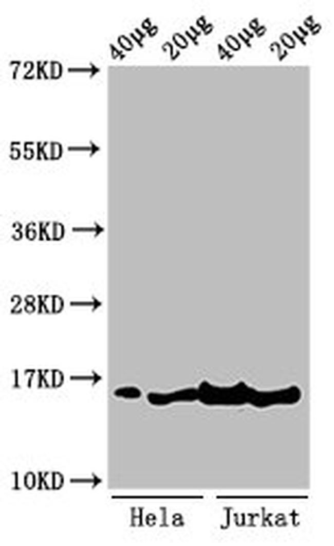 H3K36me3 Antibody in Western Blot (WB)