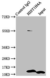 H4K5cr Antibody in Immunoprecipitation (IP)