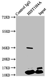 H4K5pr Antibody in Immunoprecipitation (IP)