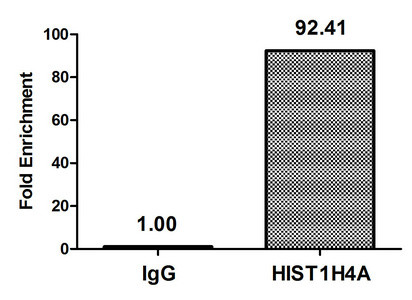Butyryl-Histone H4 (Lys8) Antibody in ChIP Assay (ChIP)