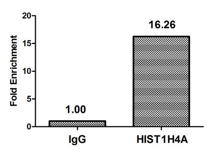 2-hydroxyisobutyryl-Histone H4 (Lys16) Antibody in ChIP Assay (ChIP)