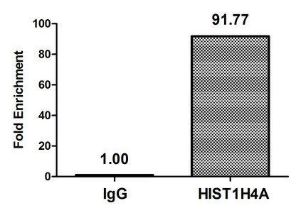 H4K31pr Antibody in ChIP Assay (ChIP)