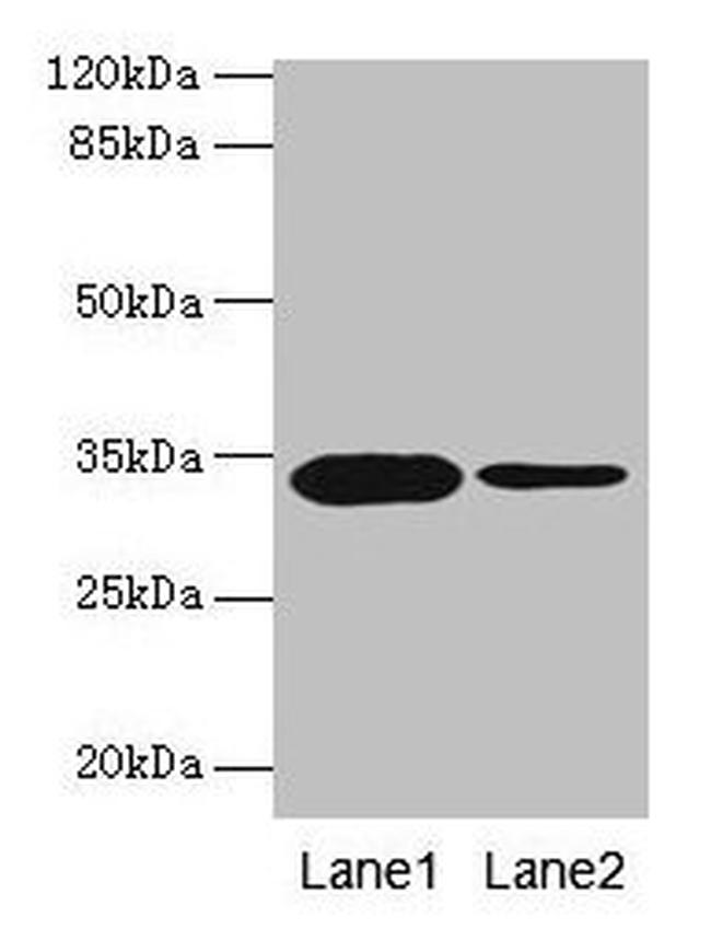 Mimecan Antibody in Western Blot (WB)