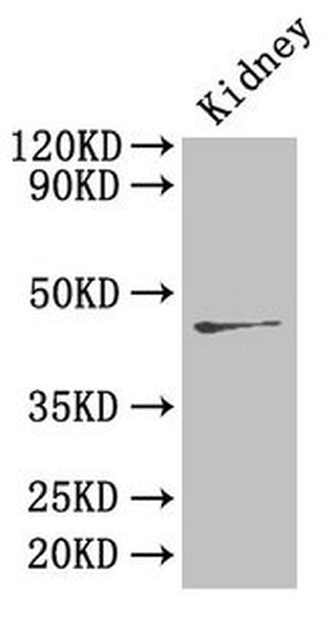 Ren2 Antibody in Western Blot (WB)
