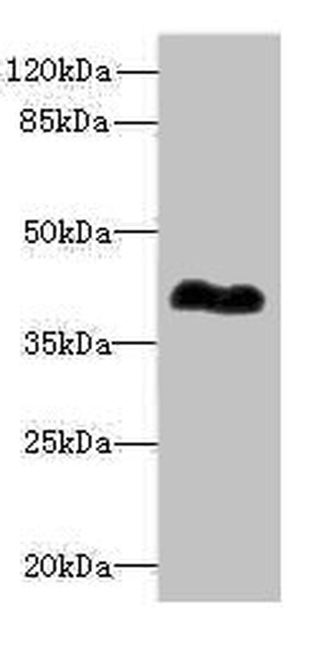 ROM1 Antibody in Western Blot (WB)