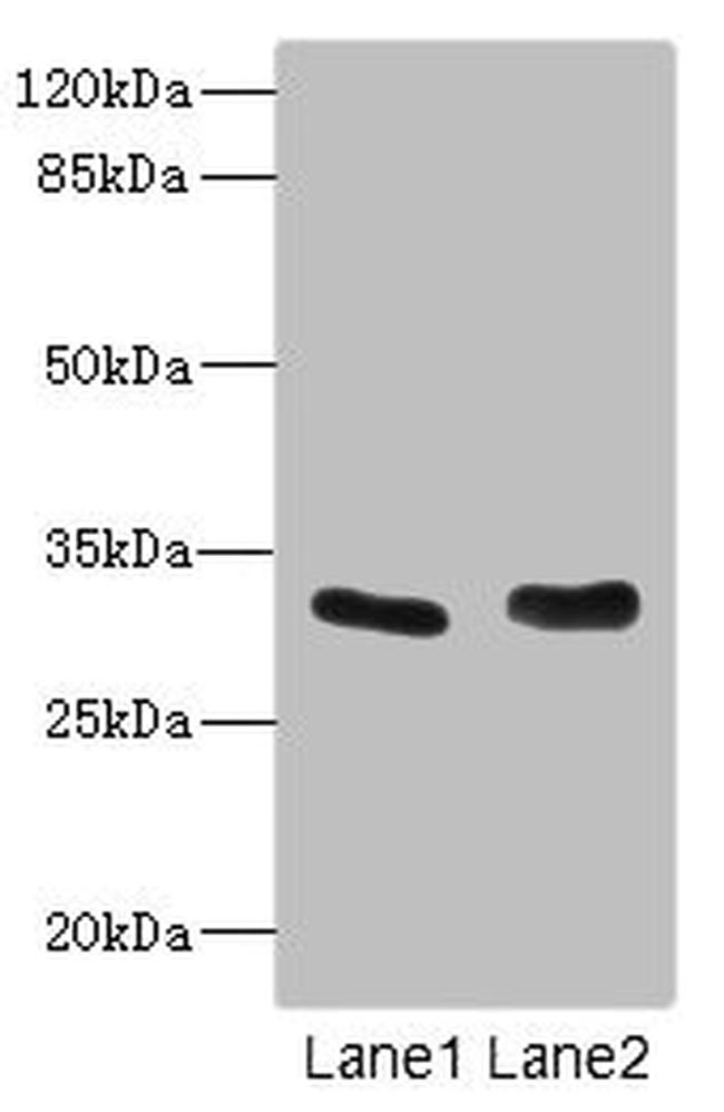 FHL3 Antibody in Western Blot (WB)