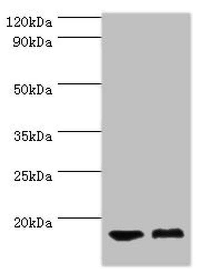 COTL1 Antibody in Western Blot (WB)