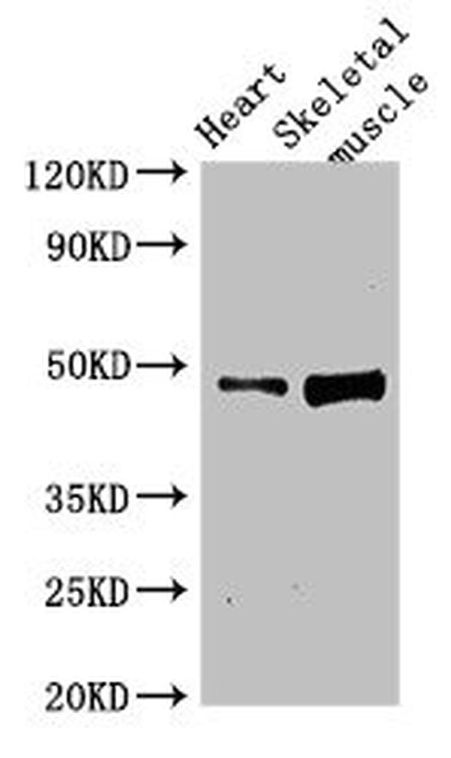 C1orf177 Antibody in Western Blot (WB)