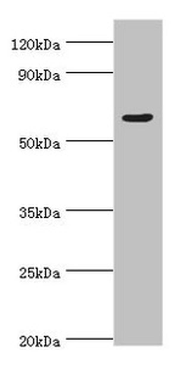TAF1B Antibody in Western Blot (WB)