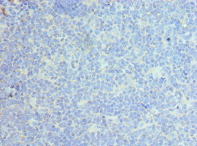 CLEC12A Antibody in Immunohistochemistry (Paraffin) (IHC (P))