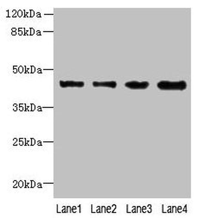 KCTD9 Antibody in Western Blot (WB)