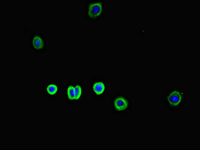 SLC30A10 Antibody in Immunocytochemistry (ICC/IF)