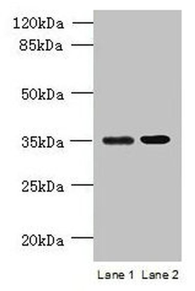 CCDC108 Antibody in Western Blot (WB)