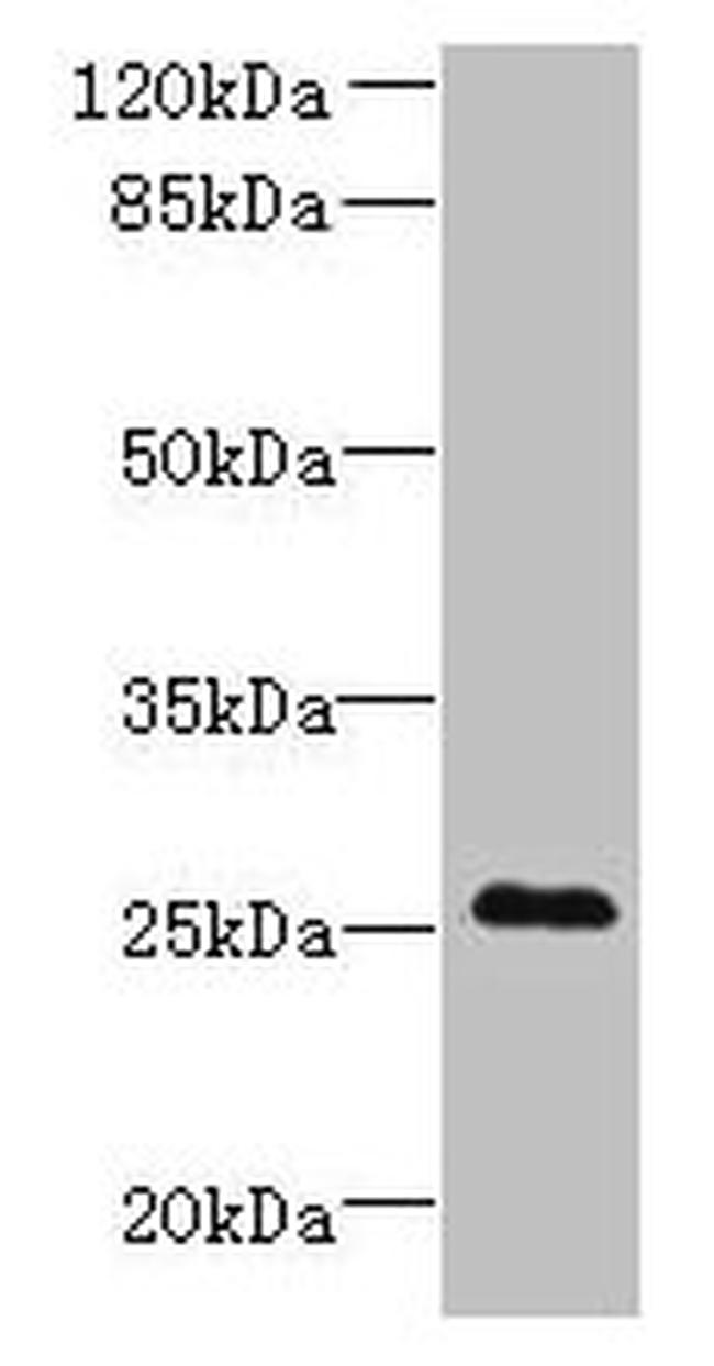C11orf53 Antibody in Western Blot (WB)