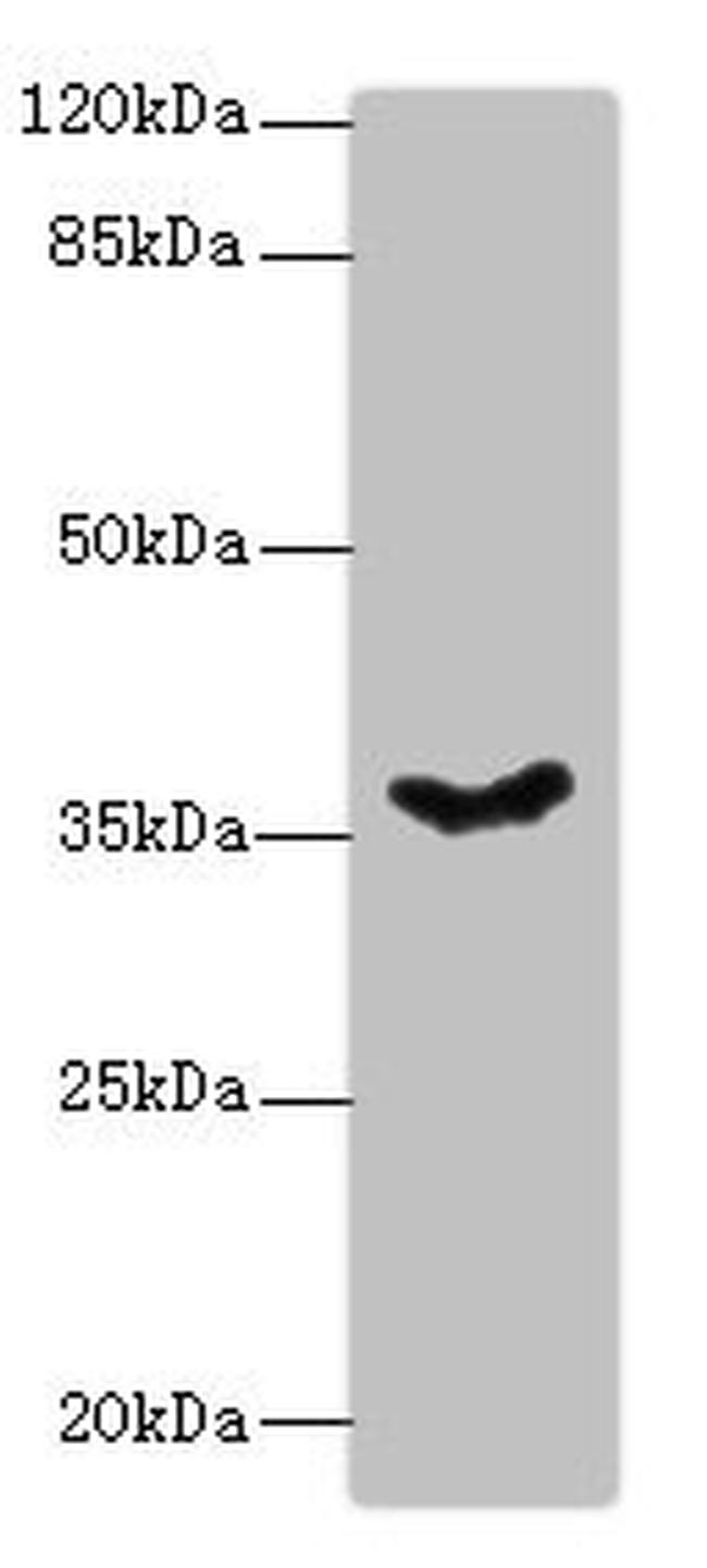 PSG11 Antibody in Western Blot (WB)