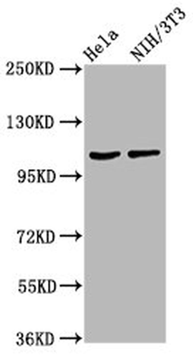 MKL2 Antibody in Western Blot (WB)