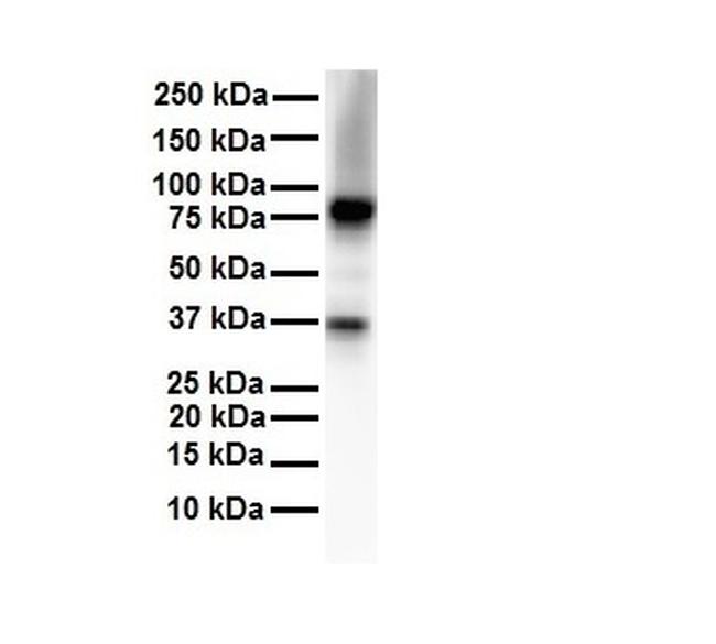 CPEB4 Antibody in Western Blot (WB)