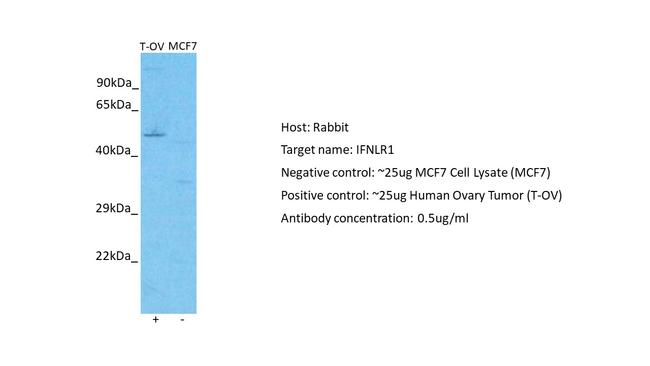 IFNLR1 Antibody in Western Blot (WB)