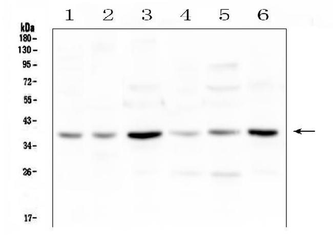 SIRT4 Antibody in Western Blot (WB)