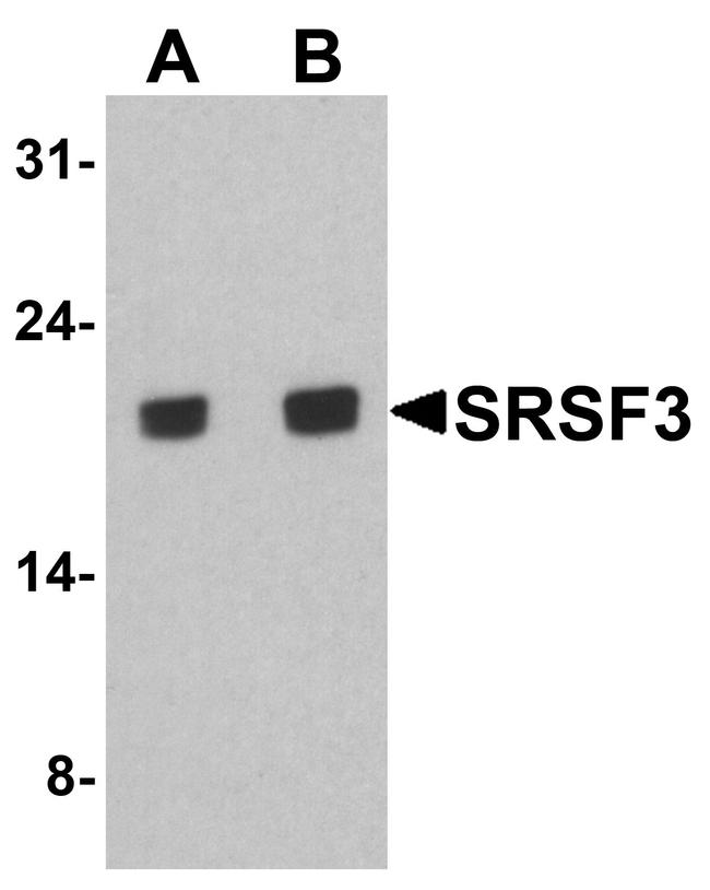 SRSF3 Antibody in Western Blot (WB)