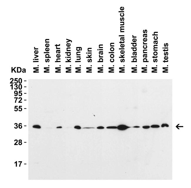 SIGLEC15 Antibody in Western Blot (WB)