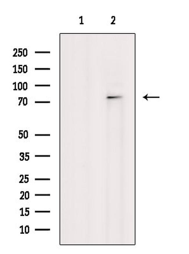 Phospho-JIP1 (Thr205) Antibody in Western Blot (WB)