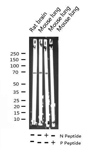 Phospho-p70 S6 Kinase (Thr252) Antibody in Western Blot (WB)