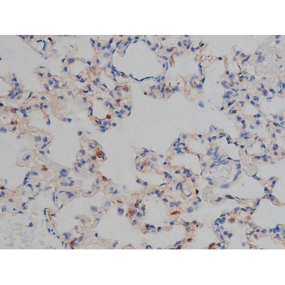Phospho-Tau (Ser739) Antibody in Immunohistochemistry (Paraffin) (IHC (P))