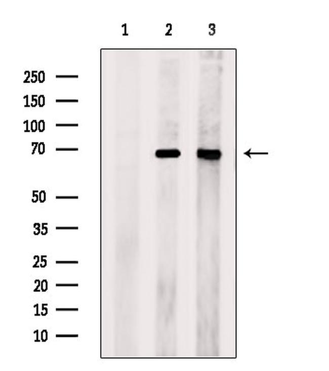 APC7 Antibody in Western Blot (WB)