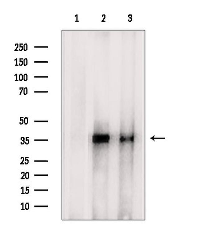 IBSP Antibody in Western Blot (WB)