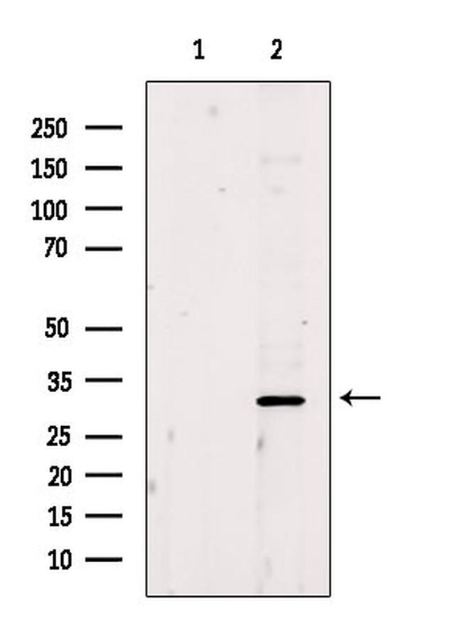 Nkx2.2 Antibody in Western Blot (WB)