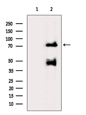 Synapsin 2 Antibody in Western Blot (WB)