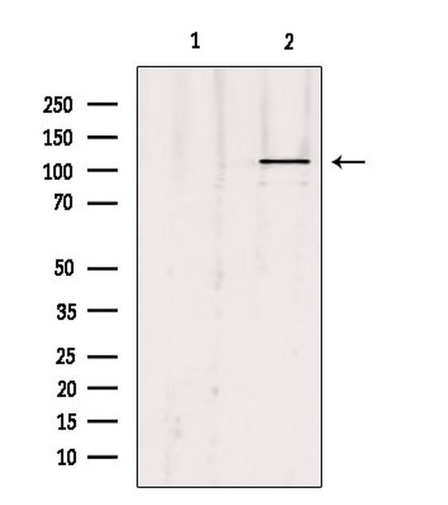 UBE1L Antibody in Western Blot (WB)