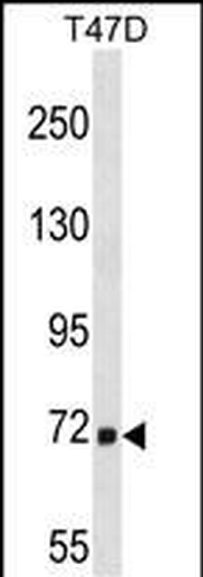 Axotrophin Antibody in Western Blot (WB)