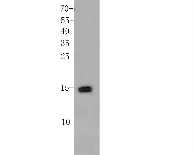Histone H2A.X Antibody in Western Blot (WB)