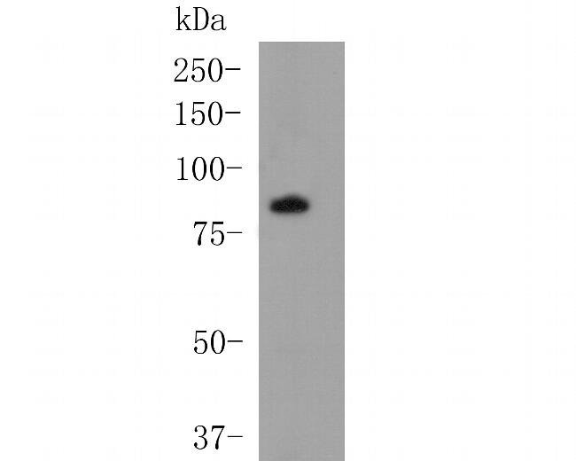 DPP6 Antibody in Western Blot (WB)