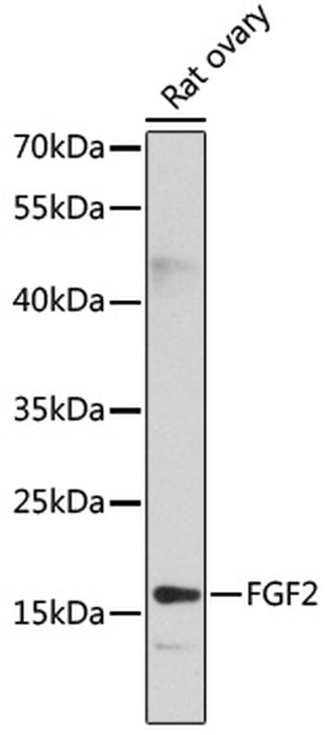 FGF2 Antibody in Western Blot (WB)